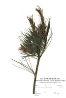 藏品(臺灣華山松)的圖片